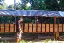 Budidaya Ternak Lebah Trigona Makin Digandrungi - JPNN.com