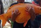 Memancing di Danau Toba, Pria Ini Dapat Ikan Mas Raksasa, Lihat Fotonya - JPNN.com