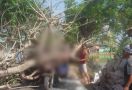 Pohon Kedondong Berusia 50 Tahun Tumbang, Menimpa Pengendara Motor, Begini Kondisinya - JPNN.com