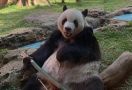 Menikmati Wisata Edukasi Istana Panda di Taman Safari Bogor - JPNN.com