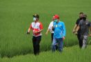 Mentan SYL Dorong Pengembangan Urban Farming di Jakarta - JPNN.com