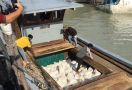 Patroli Laut Bea Cukai Gagalkan Penyelundupan 18 Ton Pasir Timah Bernilai Miliaran - JPNN.com