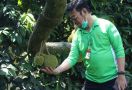 Produksi Durian Meningkat, Indonesia Bisa Menjadi Pemain Utama - JPNN.com