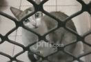 Puluhan Kucing Kejang-kejang & Mati Misterius di Sunter - JPNN.com