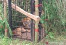 Harimau Sumatera yang Meresahkan Warga Ini Akhirnya Masuk Perangkap, Nih Penampakannya - JPNN.com