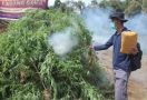 Polisi Musnahkan Ladang Ganja Seluas Lima Hektare di Madina - JPNN.com