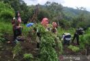 Petugas BNN nan Ayu Ikut Diterjunkan Memusnahkan 4 Hektare Ladang Ganja, Nih Penampakannya - JPNN.com
