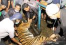 Lihat, Harimau Sumatra Jantan Itu Tertangkap - JPNN.com