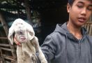 Binatang Unik, Matanya Cuma Satu di Dahi, Mulut ke Atas, Lidah Bengkok - JPNN.com