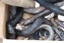 Ratusan Ular Kobra Teror Warga Bintaran Banyuasin, Satu Orang Dikabarkan Tewas - JPNN.com