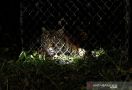 1 Harimau Sinka Zoo Ditembak Pakai Peluru Tajam, 1 Lagi Masih Berkeliaran - JPNN.com