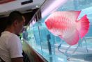 Keterlaluan, Duit Pengadaan Ikan Arwana pun Diduga Dikorupsi - JPNN.com