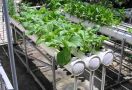Pemkot Jaktim Sebut Langkah Kementan Bangun Urban Farming Dianggap Tepat - JPNN.com