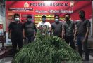 Belasan Jam Berjalan Kaki, Polisi Temukan Ladang Ganja dan Senpi di Kebun Kopi, Pemilik Lari - JPNN.com