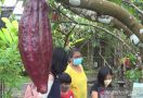 Desa Cokelat Bali, Destinasi Wisata Paling Dicari - JPNN.com