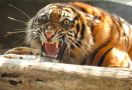 KLHK Melepasliarkan Harimau Sumatera Ciuniang Nurantih - JPNN.com