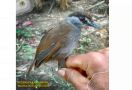 Burung Pelanduk Kalimantan Kembali Ditemukan di Kalsel Setelah 172 Tahun Hilang - JPNN.com