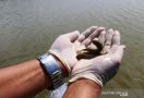 Antam Novambar Lepasliarkan Barang Bukti Ikan Endemik Kalbar - JPNN.com