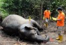 Gajah Ditemukan Mati, BKSDA Belum Tahu Penyebabnya - JPNN.com