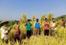 Panen Perdana Program PATB Padi di Cilacap Memuaskan, Petani Ucapkan Terima Kasih untuk Kementan - JPNN.com