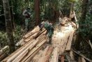 Patroli Menelusuri Hutan Perbatasan, Satgas Pamtas Yonif 642/Kps Temukan Kayu Hasil Pembalakan Liar - JPNN.com