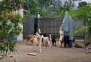 Perempuan Bercadar Pemilik 70 Anjing di Bogor Relakan Sebagian Peliharaannya Direlokasi, tetapi... - JPNN.com