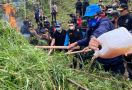 BNN Musnahkan 9 Hektare Ladang Ganja di Ujung Sumatera - JPNN.com