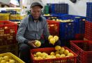 Kementan Fasilitasi Penjualan Lemon Petani ke Pasar Jabodetabek hingga Bali - JPNN.com