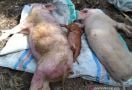 122 Ribu Ternak Babi di NTT Mati, Ternyata Ini Penyebabnya - JPNN.com
