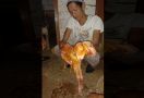 Kambing Membuat Gempar Warga Nanggung Bogor - JPNN.com