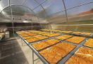 Solar Dryer Dome, Meningkatkan Nilai Tambah Produk Hortikultura Petani - JPNN.com