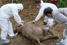 Gajah Berusia 10 Bulan Mati di Aceh Timur, Begini Kondisinya - JPNN.com