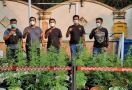Gerebek Kebun Ganja dalam Rumah di Brebes, Polisi Tangkap 4 Pelaku, Begini Perannya - JPNN.com