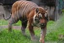 Harimau Sumatera Teror Warga Siak - JPNN.com