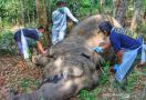 BKSDA Riau Menemukan Gajah Betina Mati di Kebun Warga - JPNN.com