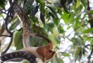 Ular Piton di Australia Terekam Video Lahap Possum Dari Kepalanya - JPNN.com