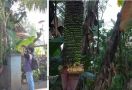 Perhatikan Baik-baik Pohon Pisang Ini, Bikin Heran, Milik Hajah Rumansah - JPNN.com