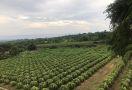 Kementan Perkenalkan Kampung Buah Naga Organik Ramah Lingkungan - JPNN.com