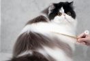 Dewarangga Cattery Berbagi Tips Memandikan Kucing Persia, Cat Lovers Wajib Tahu Ini - JPNN.com