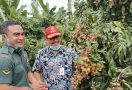 Kementan Siapkan 900 Kampung Hortikultura, Ini Tujuannya - JPNN.com