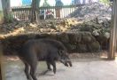 Babi Muncul di Hambalang Bogor, Warga: Ini Peristiwa Pertama Kalinya - JPNN.com