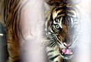 Harimau Berkeliaran, Hewan Warga di Batanghari Dimangsa - JPNN.com