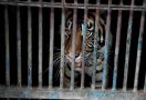 Dua Harimau Sumatra di Ragunan Sempat Terpapar Covid-19, Kok Bisa? - JPNN.com