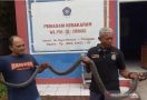 Petugas Damkar Tangkap King Kobra Sepanjang 3,5 Meter, Begini Penampakannya - JPNN.com