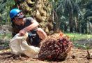 India Butuh Lebih Banyak CPO, Harga TBS Sawit di Riau Naik - JPNN.com