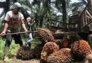Tepis Isu Negatif Tentang Sawit, BPDPKS Kota Makassar Menggelar Palm Oil Edutalk - JPNN.com