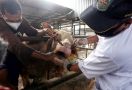 Satgas PMK Umumkan Capaian Vaksinasi Hewan Ternak, Sebegini Jumlahnya - JPNN.com