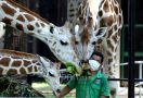 Ragunan Zoo Beroperasi di Masa PSBB Transisi, Jumlah Pengunjungnya Cuma Sebegini - JPNN.com