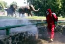Kebun Binatang Ragunan Akan Kembali Dibuka Besok, Pengelola: 700 Petugas Disiagakan - JPNN.com