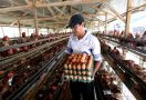 Harga Telur Ayam di Pasar DKI Jakarta Naik Signifikan Hari Ini - JPNN.com